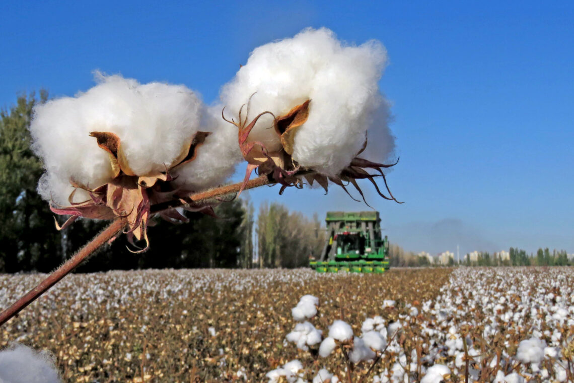Cotton harvest in Xinjiang