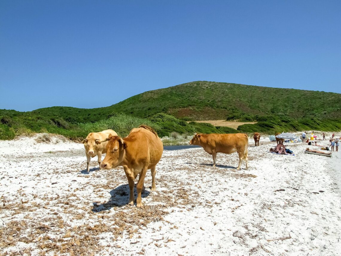 Cows walking on the beach in Corsica