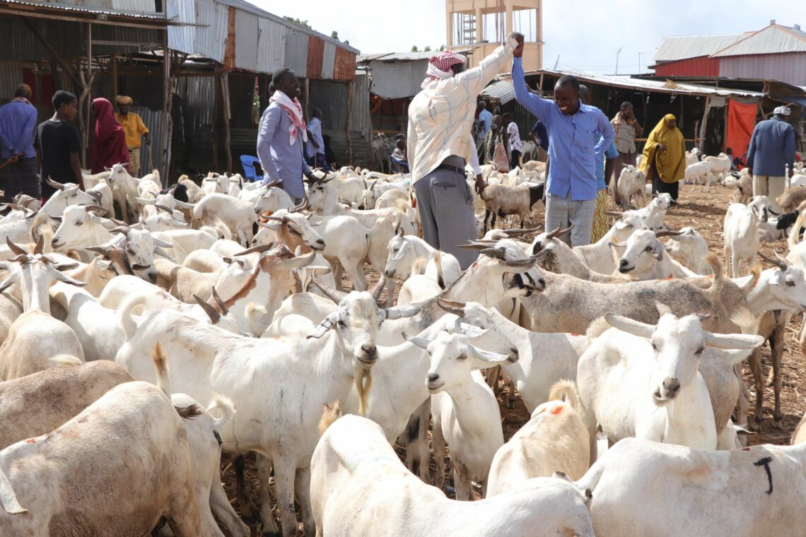 Livestock market in Mogadishu, Somalia