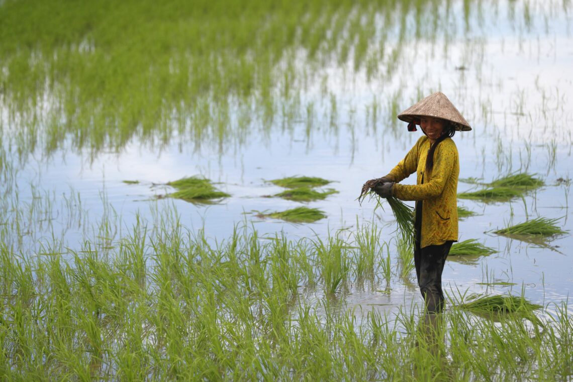 A woman working in a rice field, Can Tho, Vietnam
