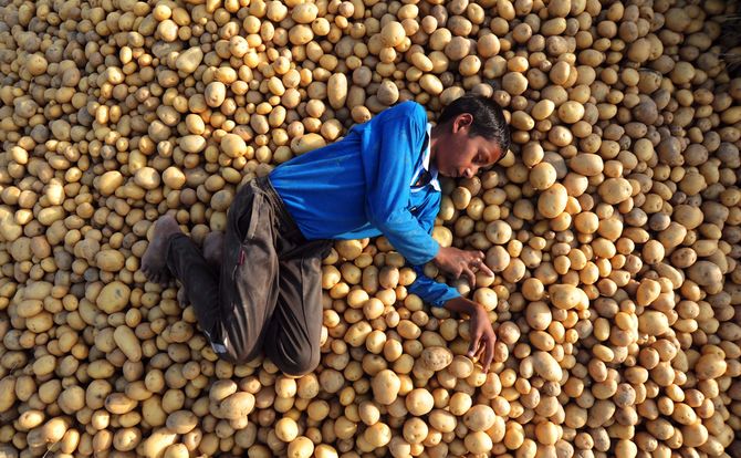 A potato glut is one of the latest causes for farmers’ protests in India
