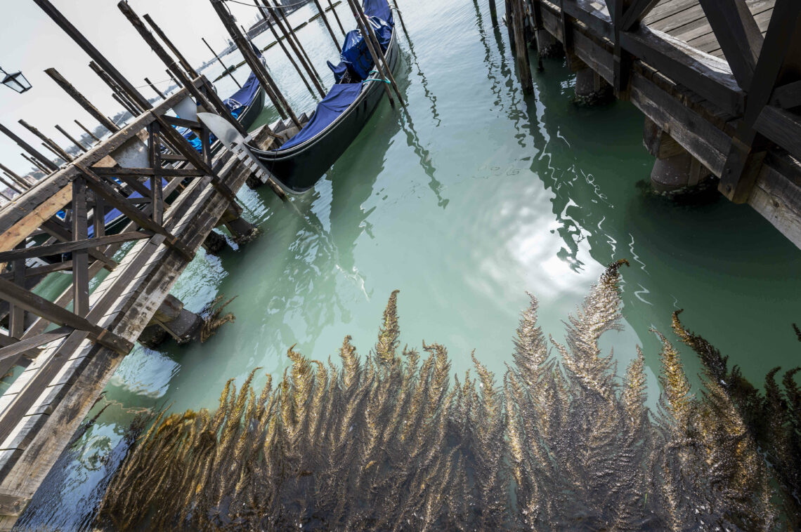 Clean waters in the port of Venice