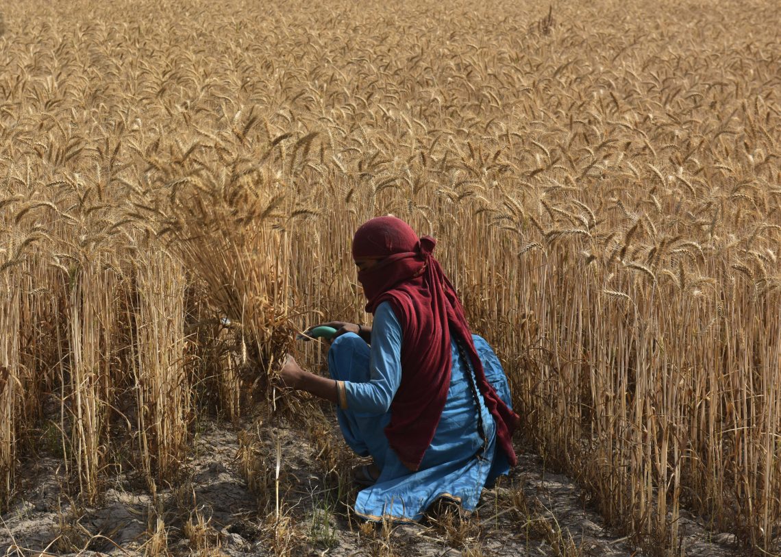 India wheat harvest India's food production