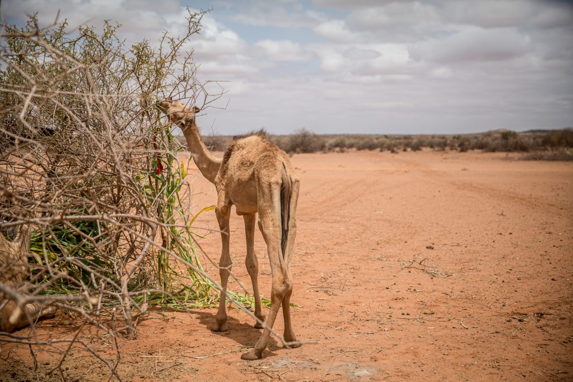 Emaciated young camel