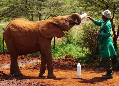 Elephant and rhino sanctuary