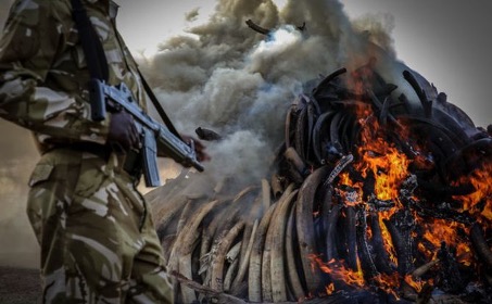 Elephant tusks and rhino horns in flames