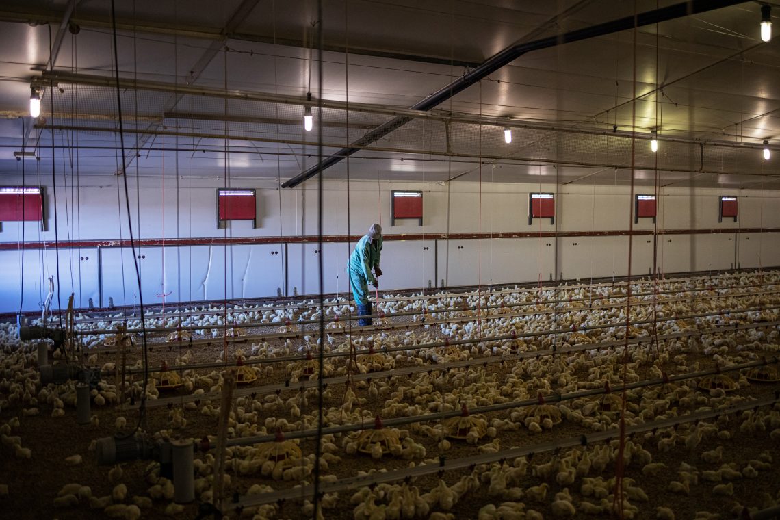 Chicken farm in South Africa